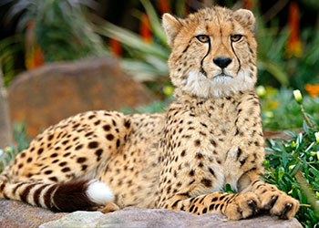 Australia Zoo has Cheetas