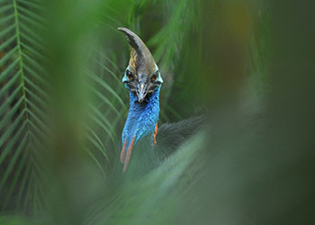 Cassowary